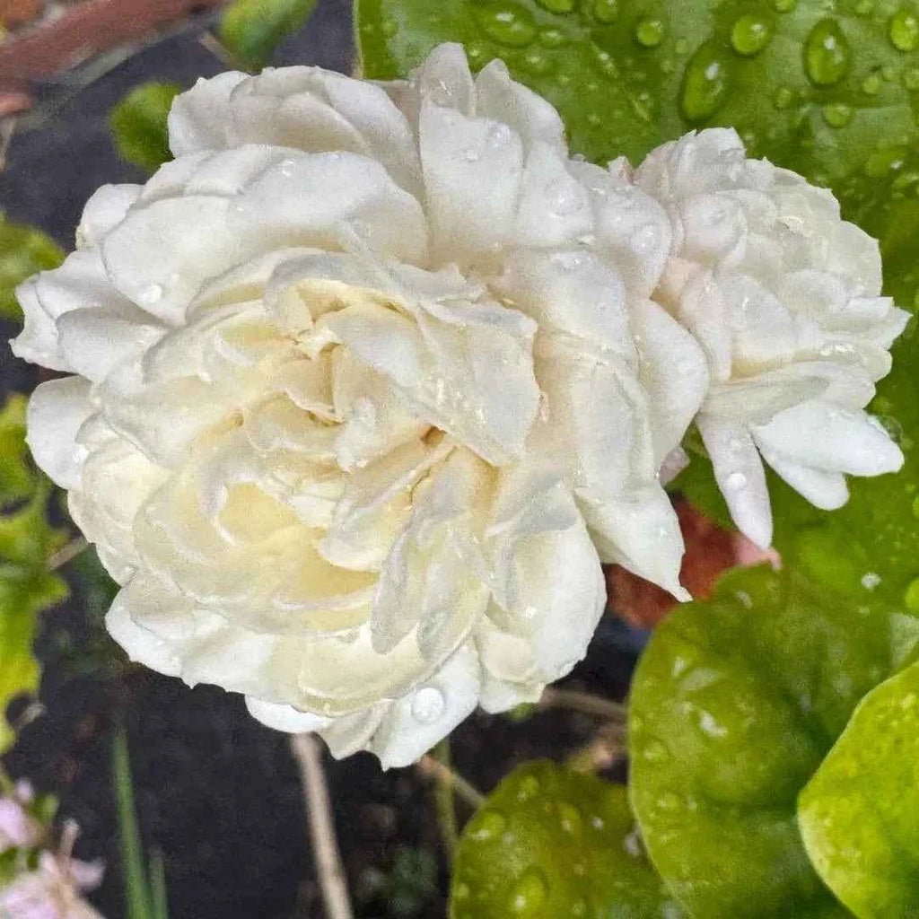 Grand Duke of Tuscany Jasmine