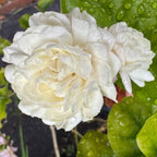 Grand Duke of Tuscany Jasmine