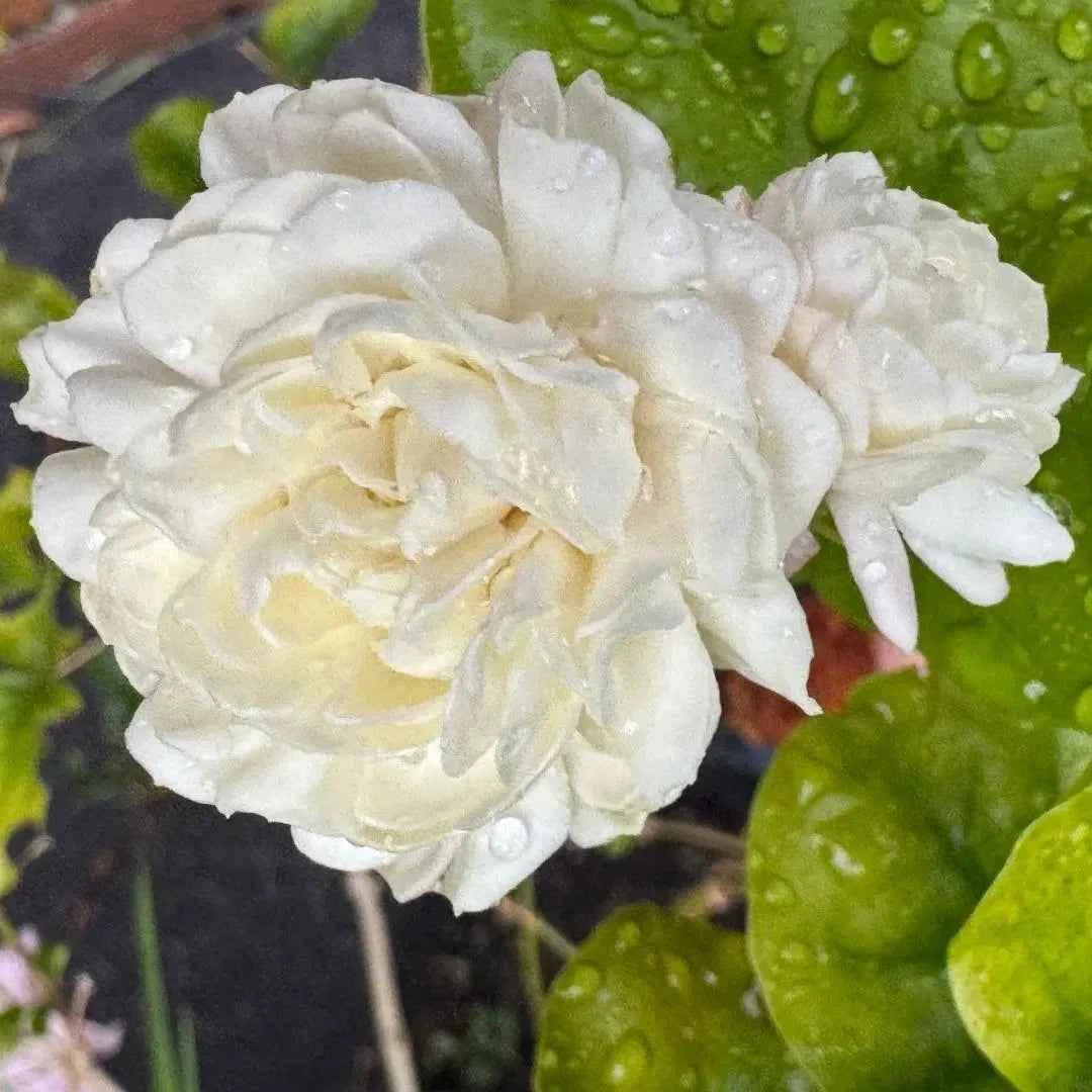 Grand Duke of Tuscany Jasmine