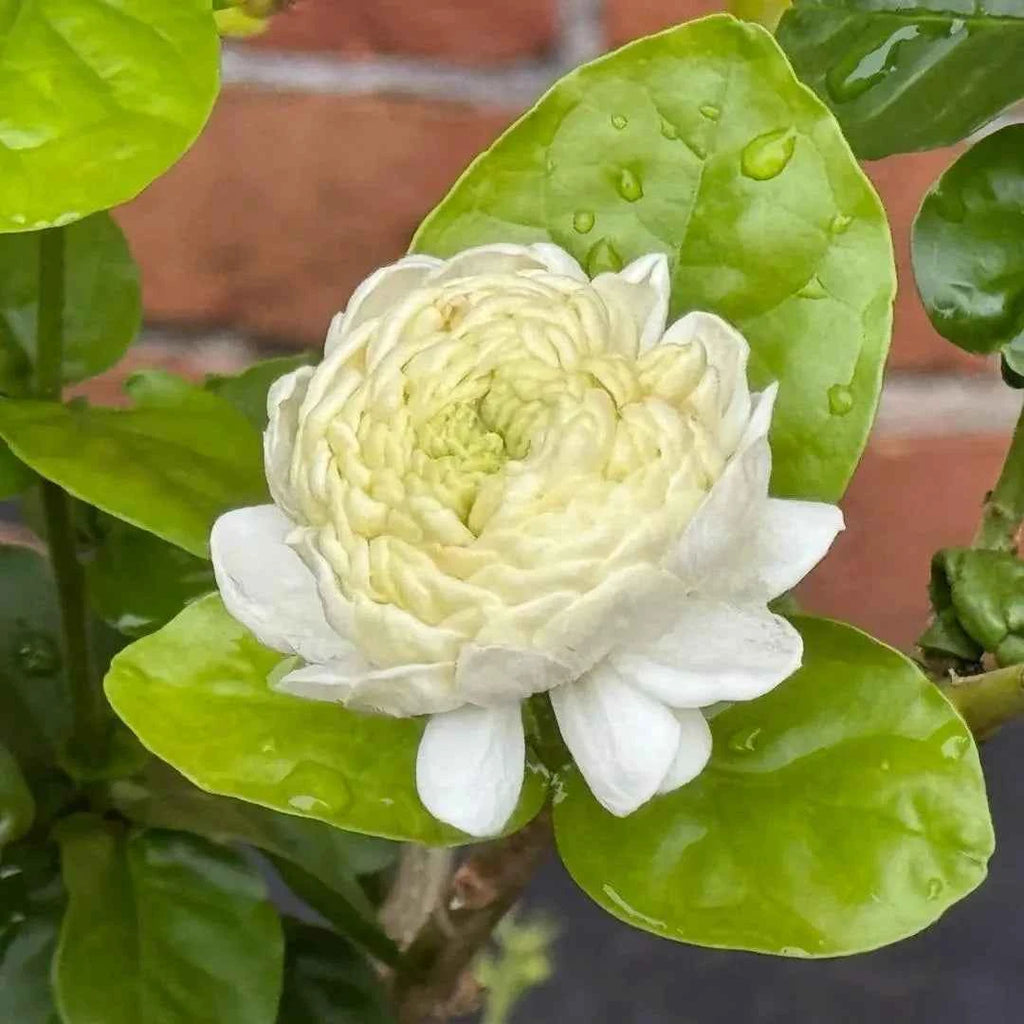 Grand Duke of Tuscany Jasmine