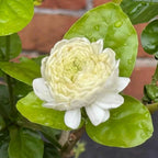 Grand Duke of Tuscany Jasmine