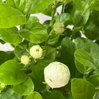 Grand Duke of Tuscany Jasmine