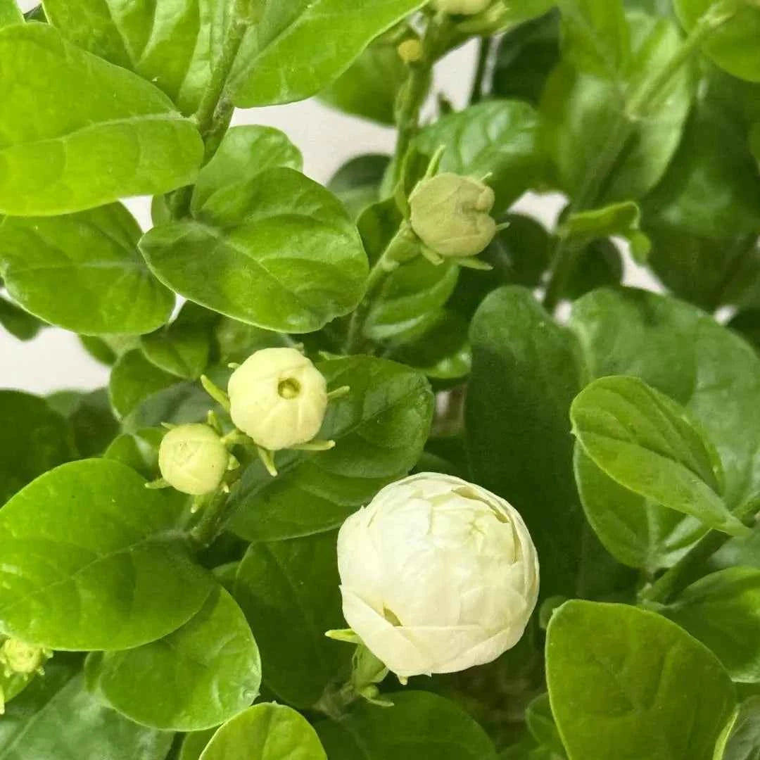 Grand Duke of Tuscany Jasmine