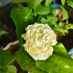 Grand Duke of Tuscany Jasmine