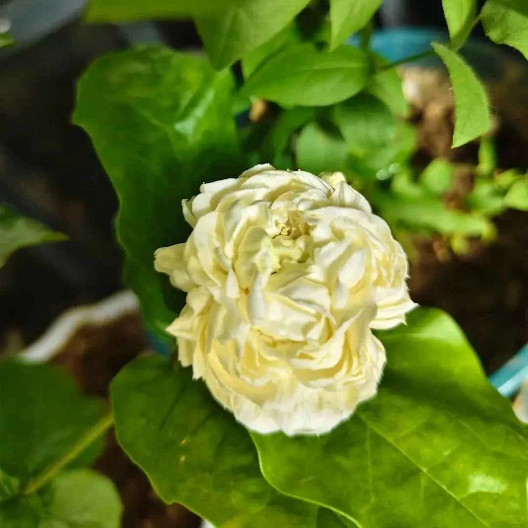 Grand Duke of Tuscany Jasmine