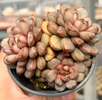 Hand-held bowl of pale and pink grape clusters with layered buds.
