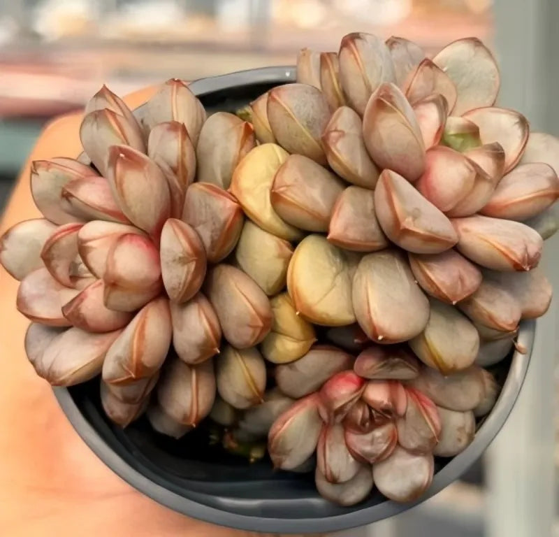 Bowl of mixed pale and pink grape clusters on a display surface.