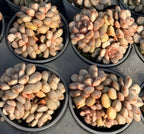 Four cups filled with pale cream and pink grape clusters.