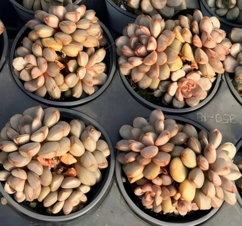 Four cups filled with pale cream and pink grape clusters.