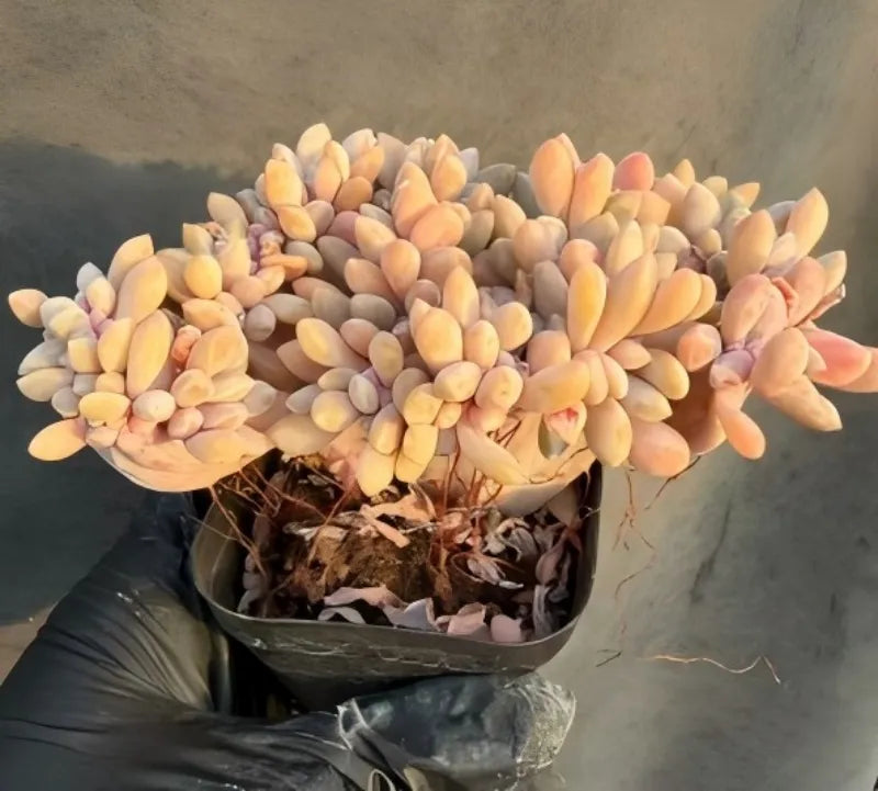 Succulent in pot with peach and yellow fleshy leaves forming a wide rosette clump