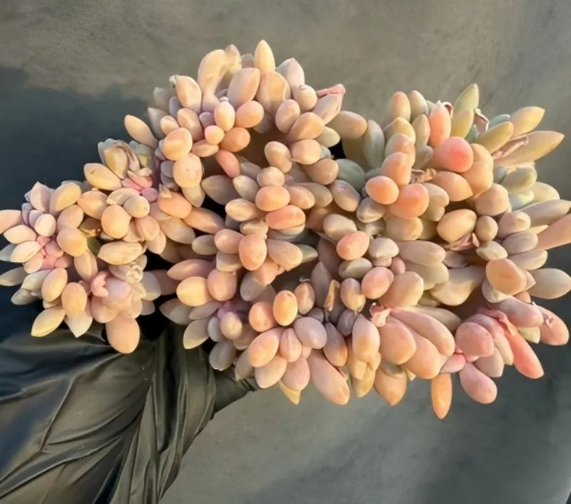 Succulent echeveria with orange-yellow fleshy leaves in a dense rosette cluster