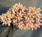 Succulent echeveria with orange-yellow fleshy leaves in a dense rosette cluster