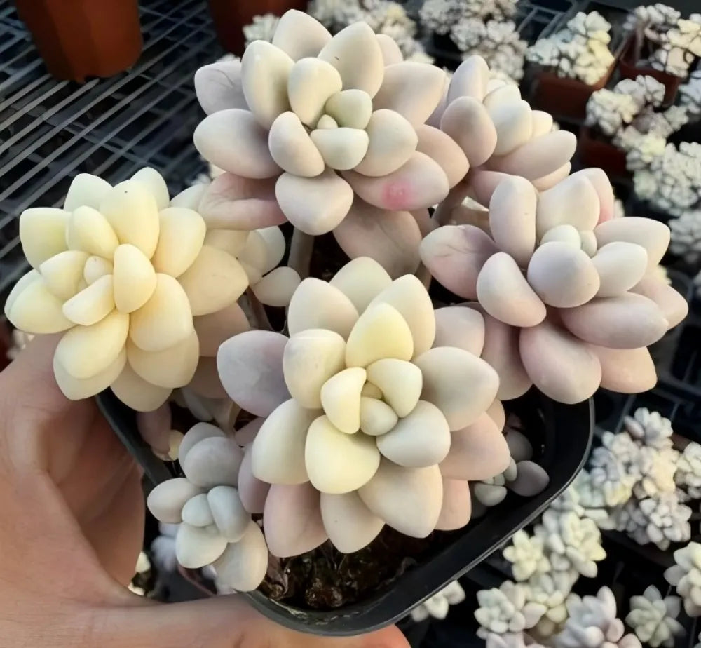 Graptopetalum Ellen Variegated Soil Song