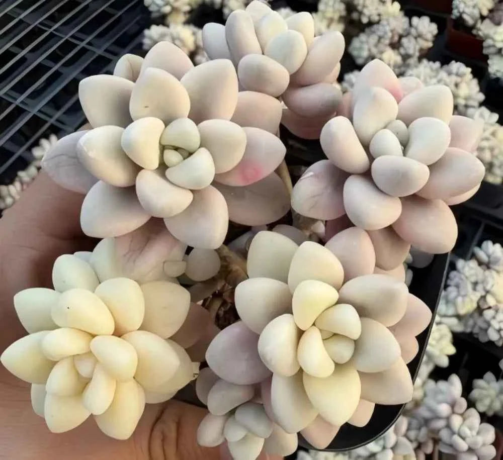 Graptopetalum Ellen variegated succulent with pale rosette leaves in pot