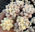 Graptopetalum Ellen Variegated Soil Song