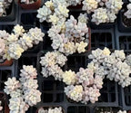 Graptopetalum Ellen variegated succulents in trays, pale rosette clusters