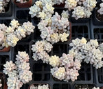 Graptopetalum Ellen Variegated Soil Song