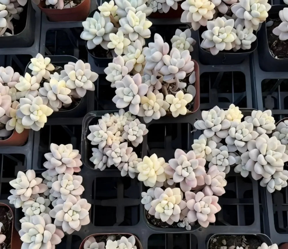 Graptopetalum Ellen Variegated Soil Song