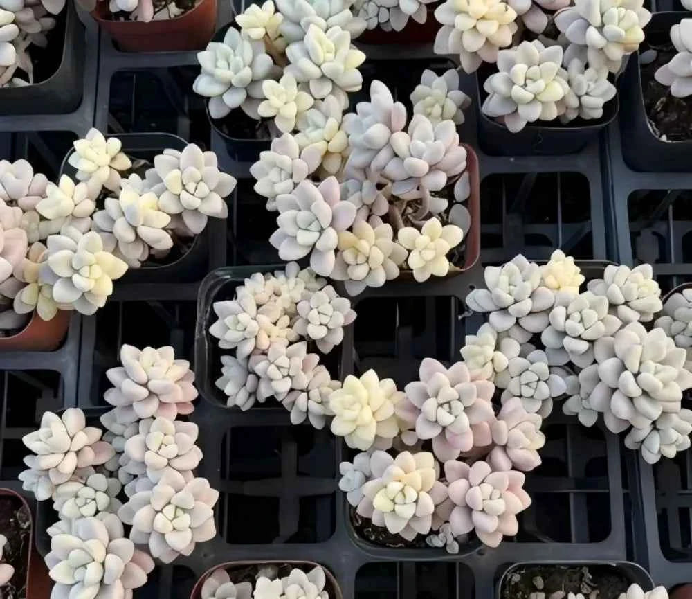 Graptopetalum Ellen variegated succulents in trays, pale rosette clusters