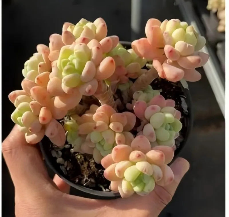 Graptopetalum Microcalyx succulent plant with pink and green rosette clusters