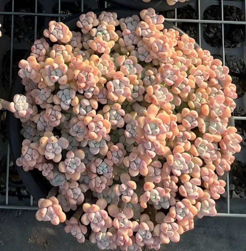 Mature Graptopetalum microcalyx succulent with dense rosette clusters, pink and lavender leaves