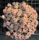 Graptopetalum Microcalyx - Mature Specimen Soil Song