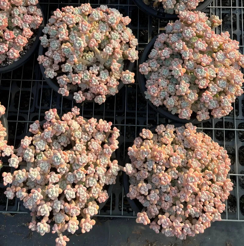 Mature Graptopetalum microcalyx succulent with many rosette clusters, pink, peach, and blue-green