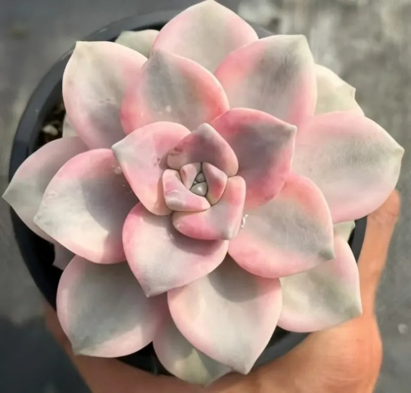 Variegated Graptopetalum succulent rosette in a pot, pink and white layered leaves