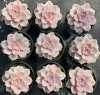 Set of variegated Graptopetalum rosette succulents in pots, pink and white leaves