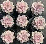 Graptopetalum Purple Delight Variegated Soil Song