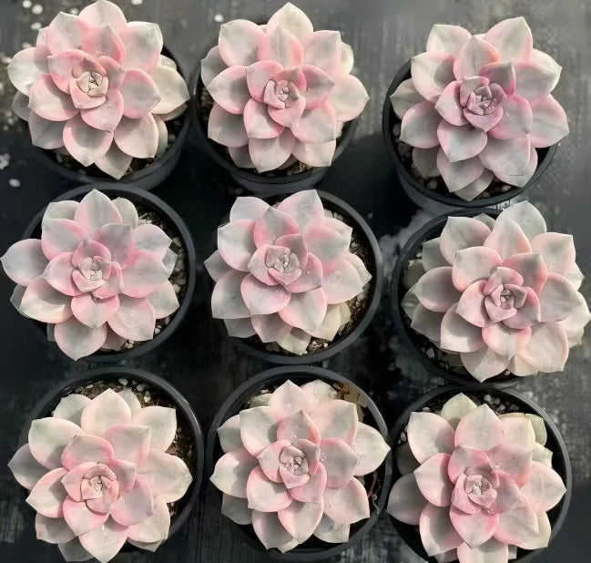 Graptopetalum Purple Delight Variegated Soil Song