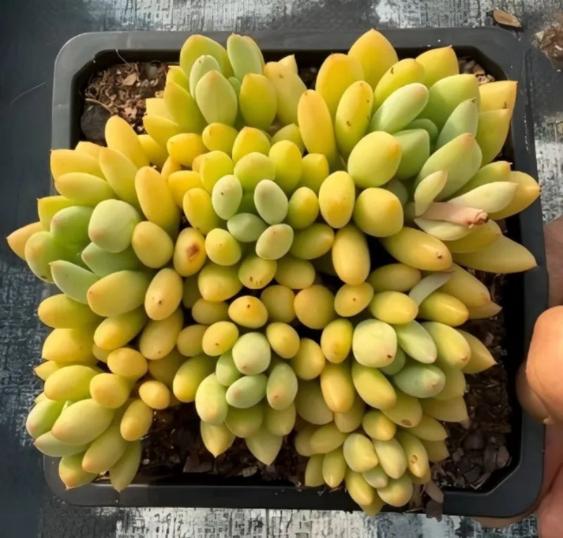 Graptopetalum succulent in 5 in pot, close view of yellow-green stacked leaf rosettes