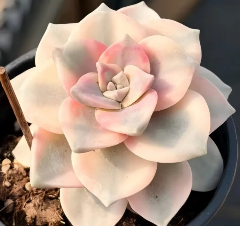 Succulent plant in small pot with pale cream rosette and pink-tinted center leaves