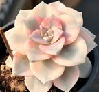 Succulent plant in small pot with pale cream rosette and pink-tinted center leaves