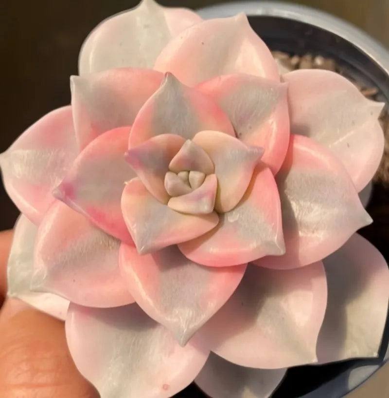Variegated succulent rosette with pink and cream leaves in small gray pot