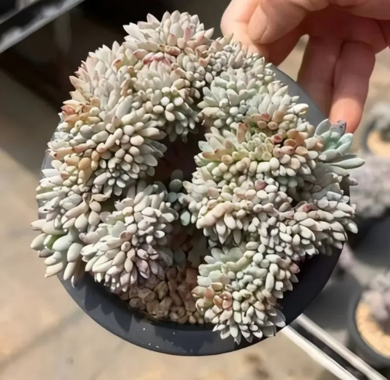 Potted succulent with icy white rosette clusters and pale green tips in dark pot