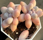 Echeveria Graptopetalum Amethystinum Soil Song