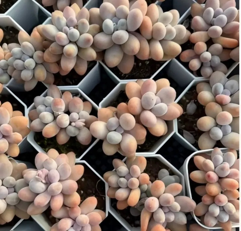 Succulent rosette plant cluster in divider tray, pastel peach and lavender pointed leaves