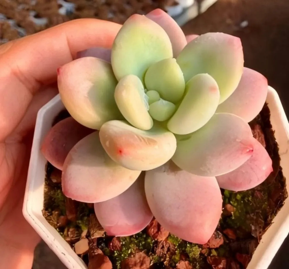 Graptosedum Miul Soil Song