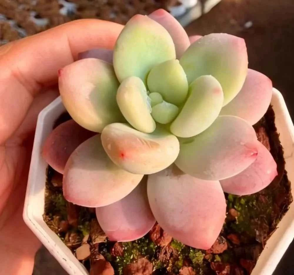Graptosedum Miul