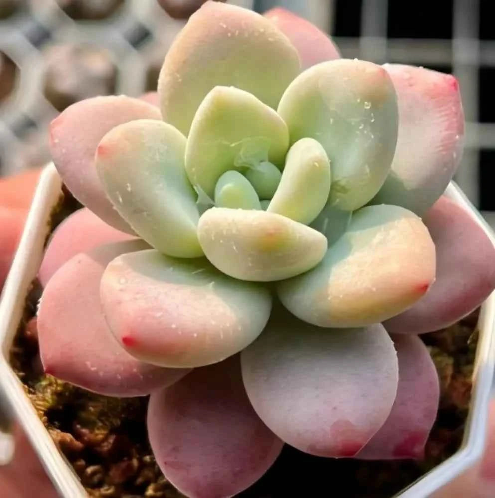 Graptosedum Miul