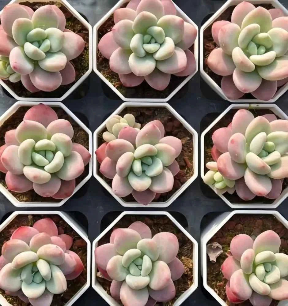 Graptosedum Miul succulent set of rosette plants in hex pots, pink and green