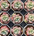 Graptosedum Miul succulent set of rosette plants in hex pots, pink and green