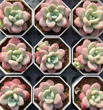 Graptosedum Miul Soil Song
