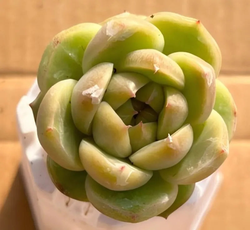 Orb-shaped succulent in 2-inch pot, rosette of green fleshy leaves