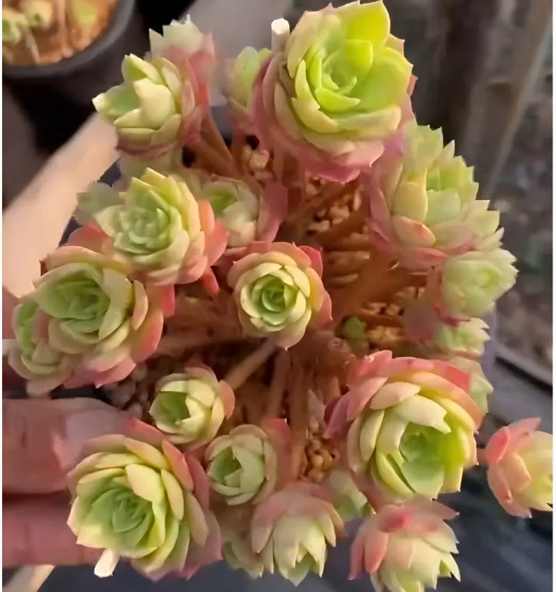 5-inch potted green rose cluster, multiple pale green and pink rosette flowers