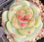3-inch pot succulent, pale green rosette with pink accents across the leaf tips