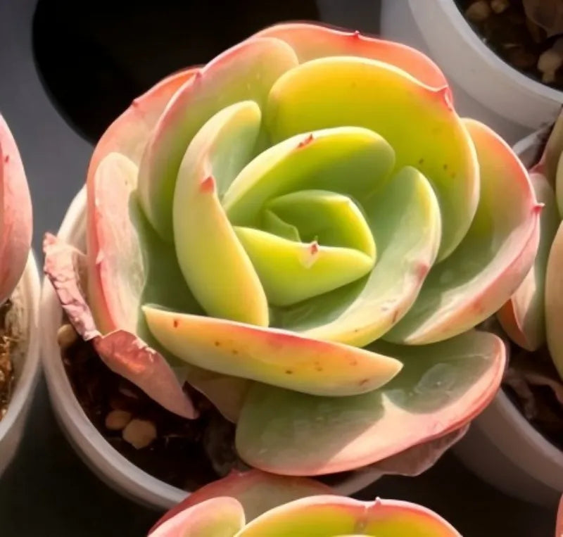 Single Echeveria rosette succulent, lime green leaves with pale pink outer tips in pot