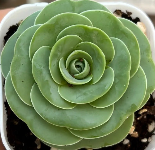 Aeonium Pseudotabuliforme Soil Song
