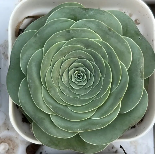 Aeonium Pseudotabuliforme Soil Song